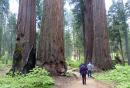 Walking between giant redwoods, Calaveras, CA